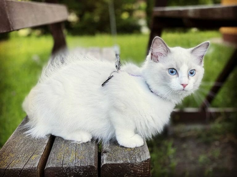 Siberian Cat vs Ragdoll Which Cat Should I Get? MyMoggy