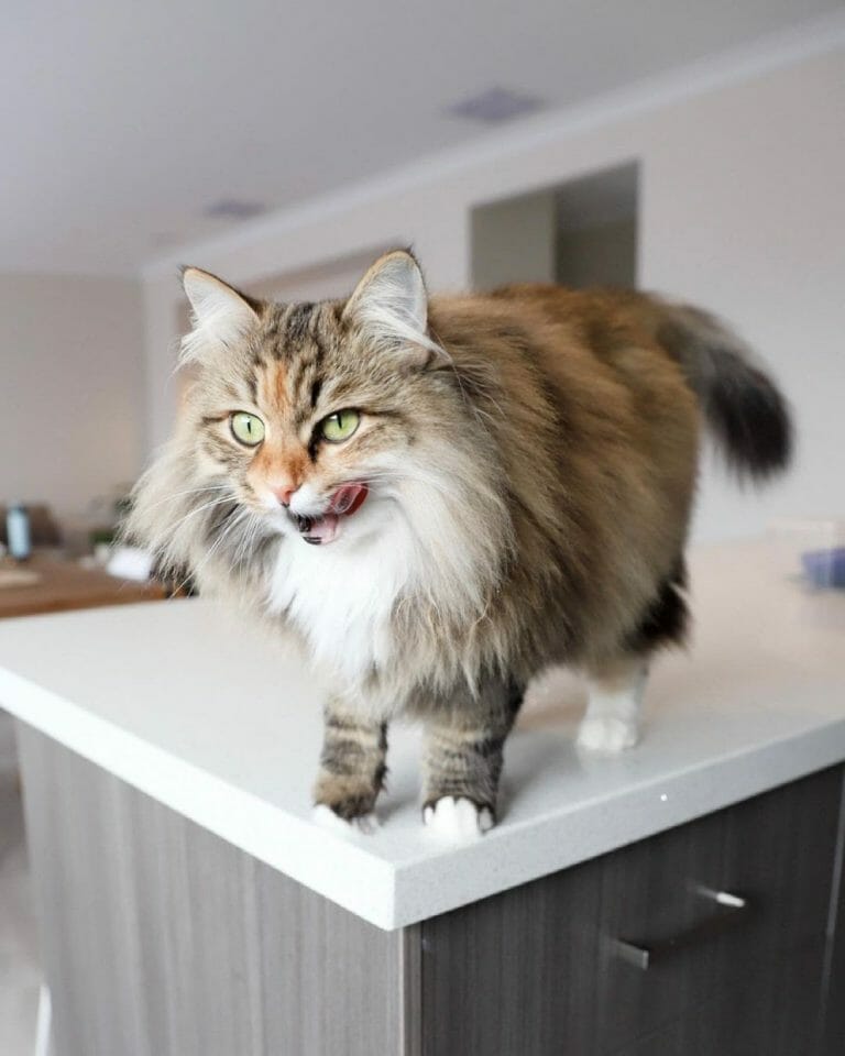 Siberian Cat vs Ragdoll Which Cat Should I Get? MyMoggy