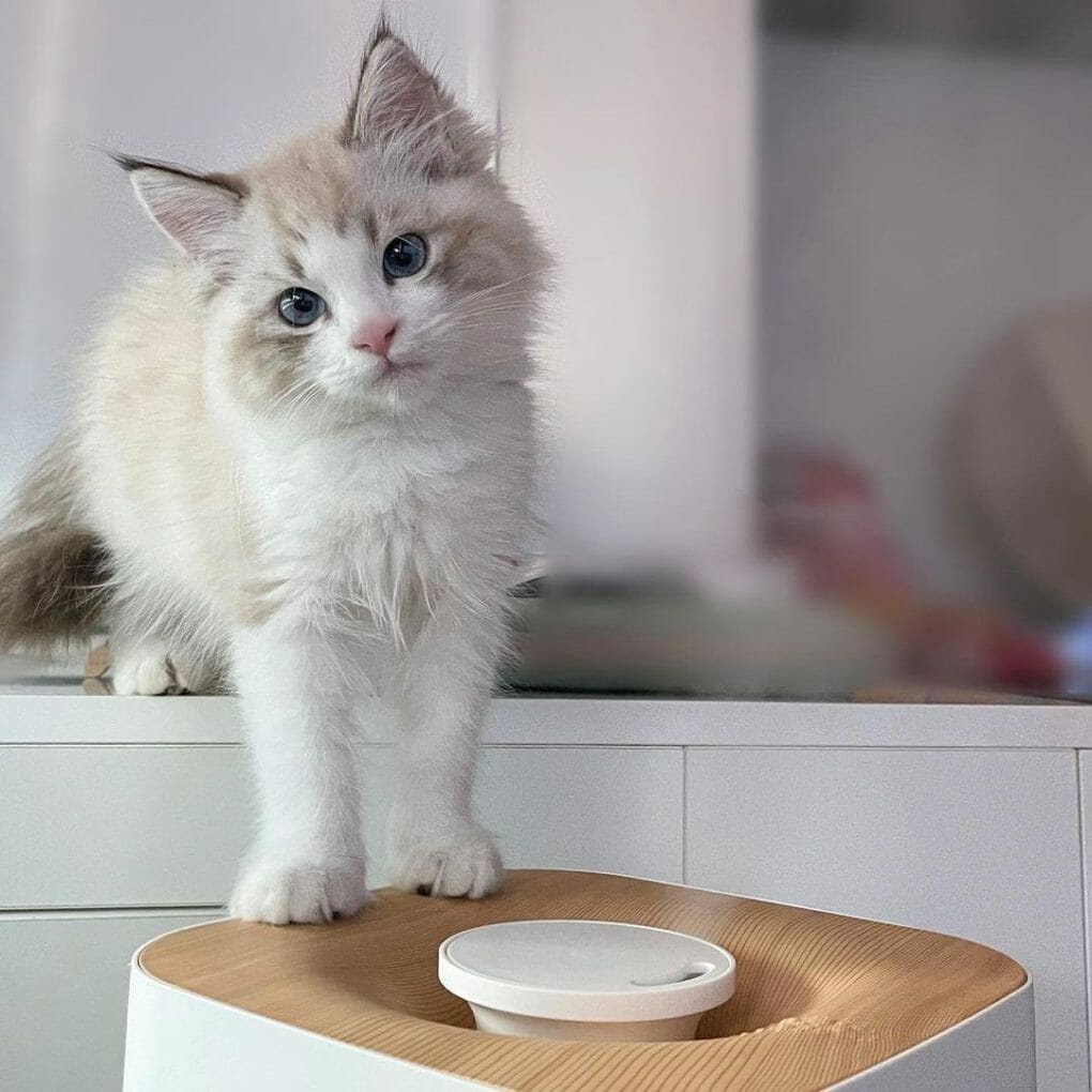 Siberian Cat vs Ragdoll Which Cat Should I Get? MyMoggy