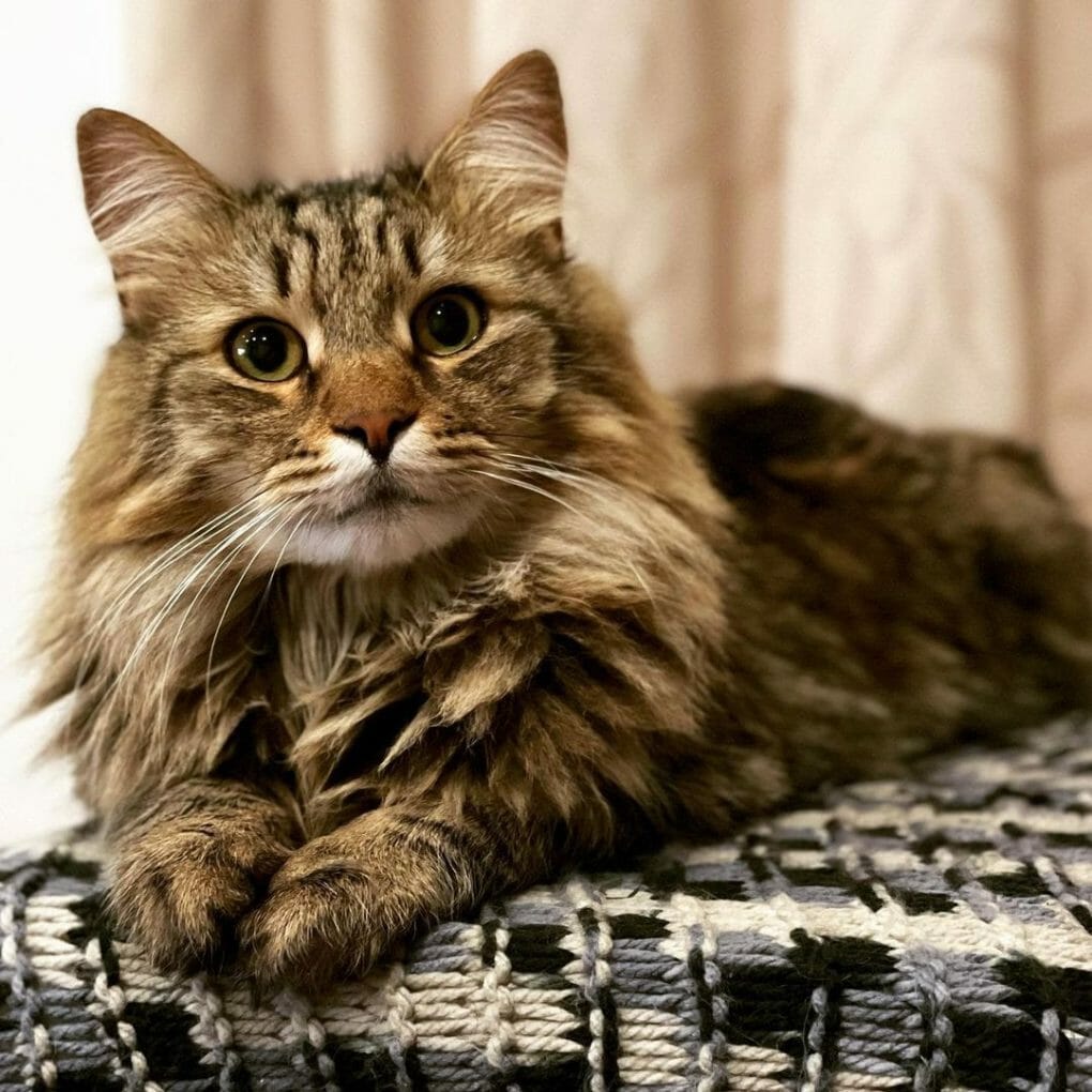 How Much Is a Siberian Cat? 7 Reasons Why They’re Expensive MyMoggy