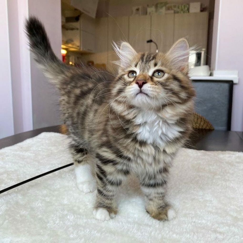 How Much Is a Siberian Cat? 7 Reasons Why They’re Expensive MyMoggy