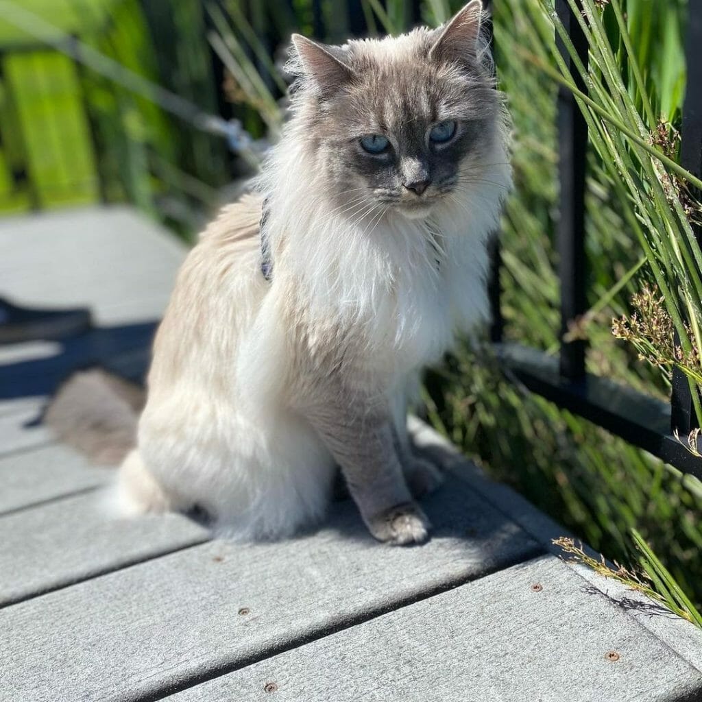 How Much Is a Siberian Cat? 7 Reasons Why They’re Expensive MyMoggy