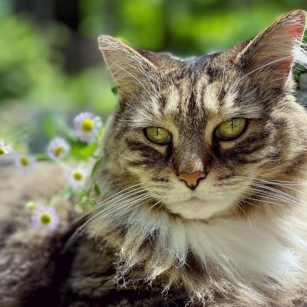 How Much Is a Siberian Cat? 7 Reasons Why They’re Expensive MyMoggy