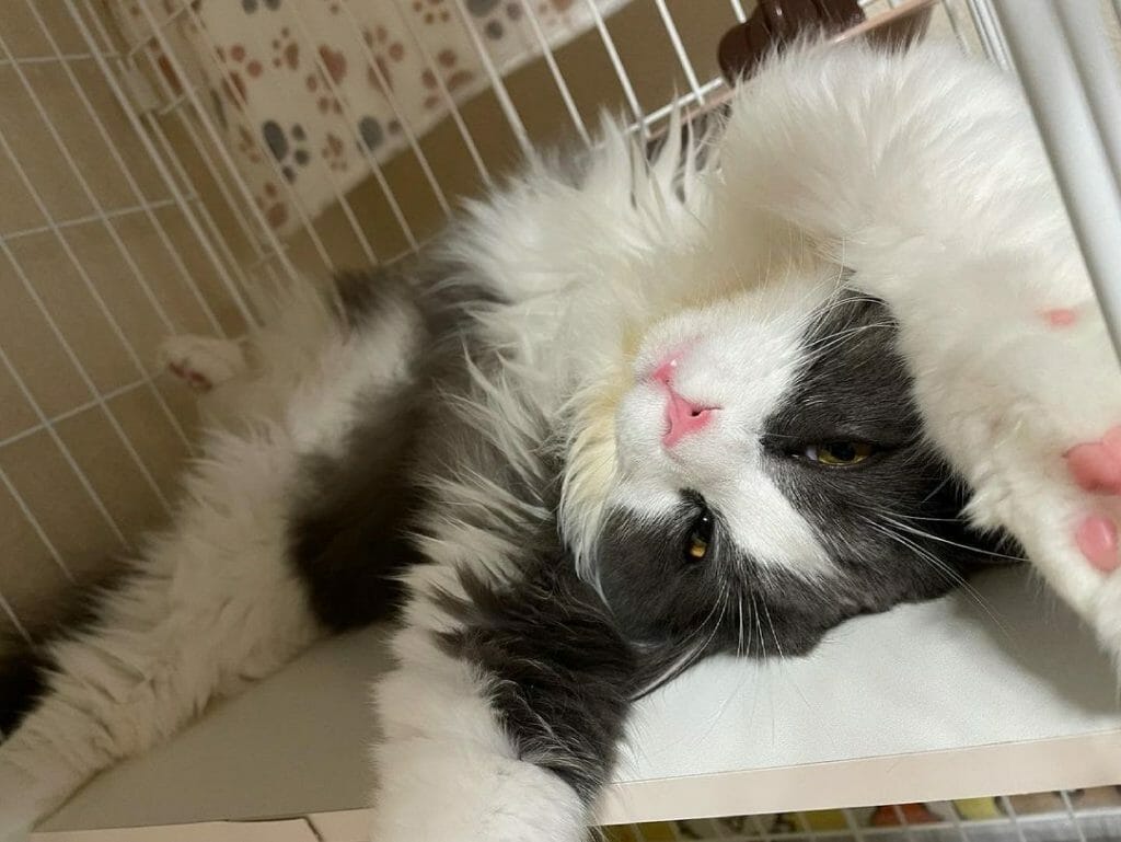 Do Siberian Cats Shed? How Often Siberian Cat Sheds?