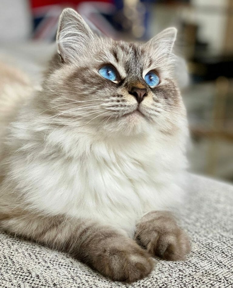 Do Siberian Cats Shed? How Often Siberian Cat Sheds?