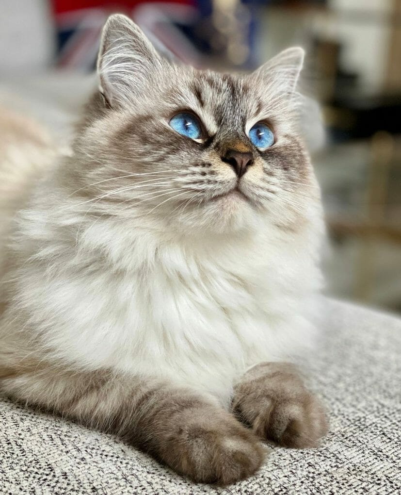 Do Siberian Cats Shed? How Often Siberian Cat Sheds?