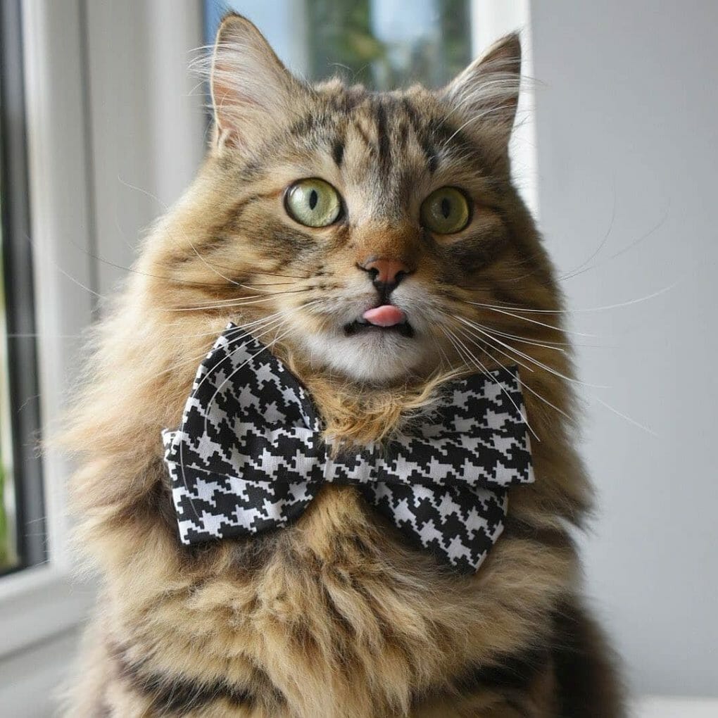 Where Can I Buy a Siberian Cat? 7 Best Places to Get Your