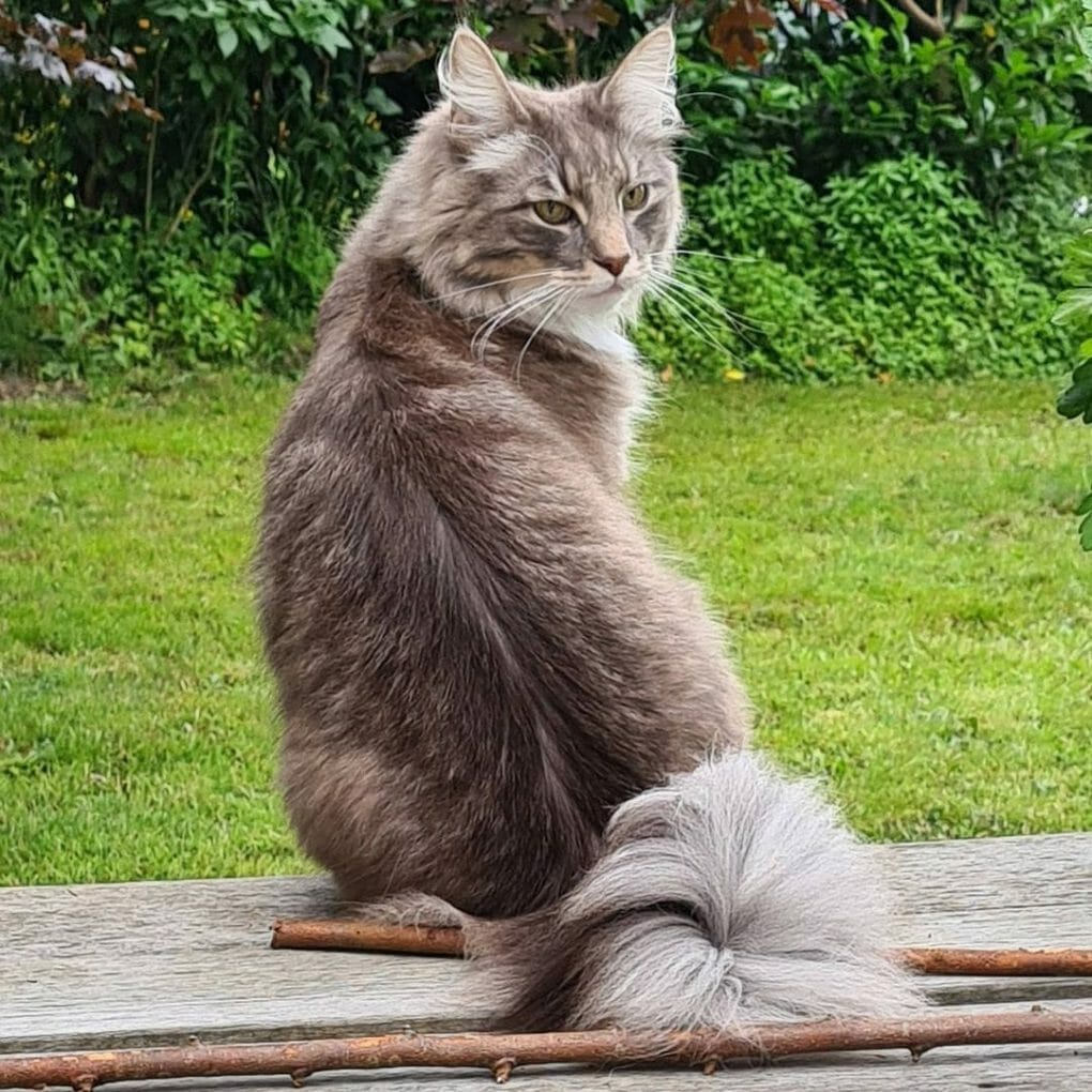 Where Can I Buy a Norwegian Forest Cat? 7 Best Places to Get Your