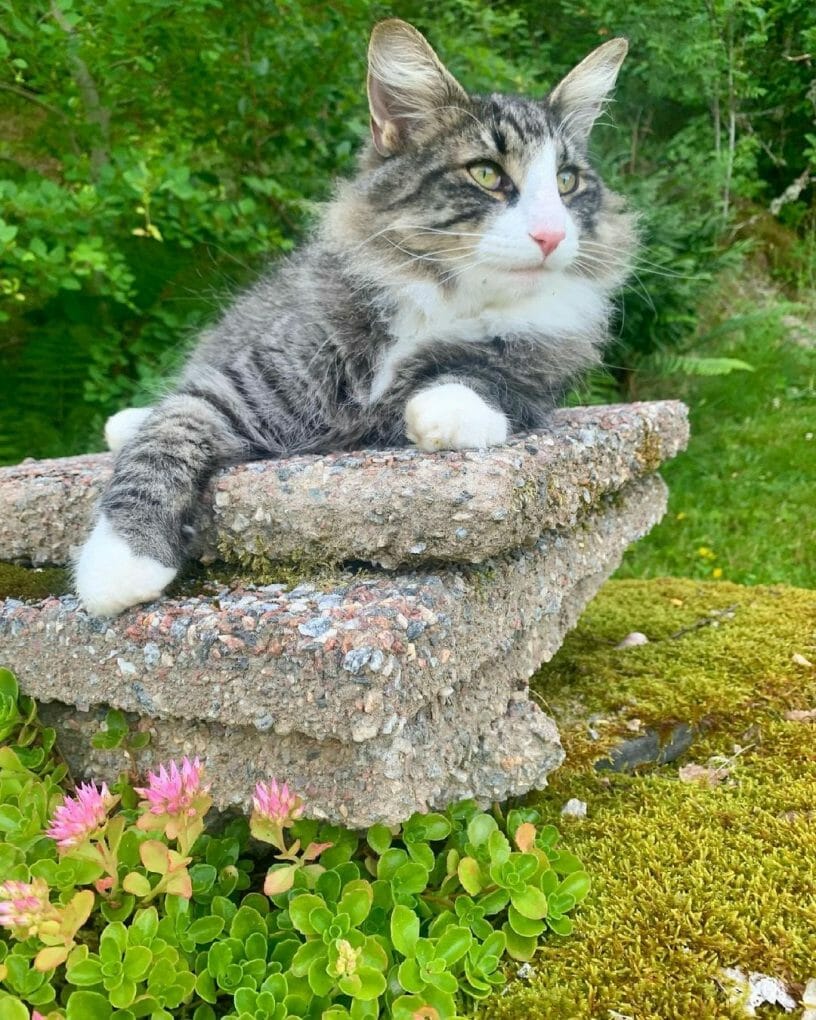 Where Can I Buy a Norwegian Forest Cat? 7 Best Places to Get Your