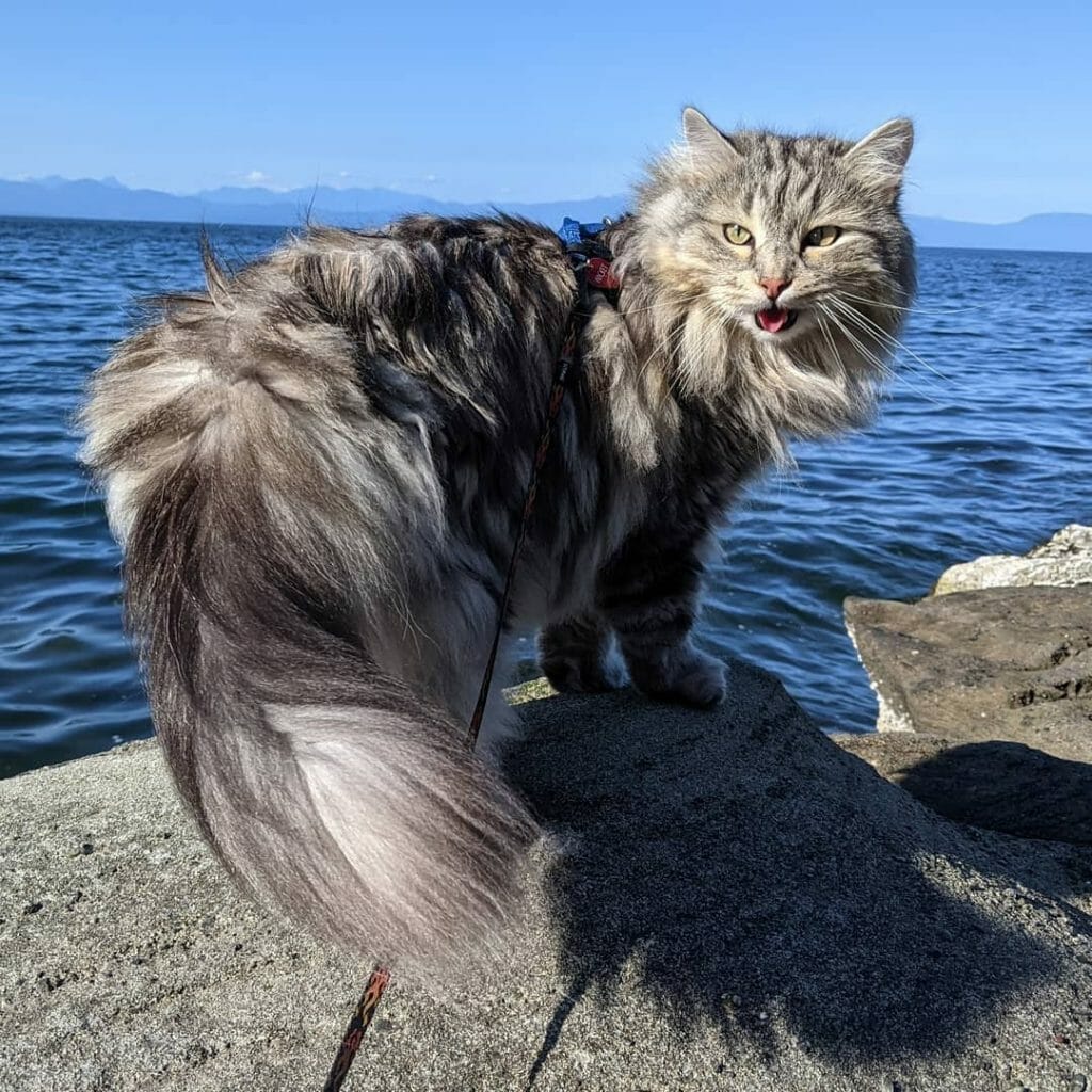 How Big Is a Siberian Cat? His Size Compared to 7 Other Cat Breeds