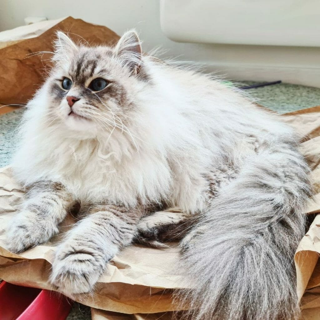 Do Siberian Cats Shed? How Often Siberian Cat Sheds?