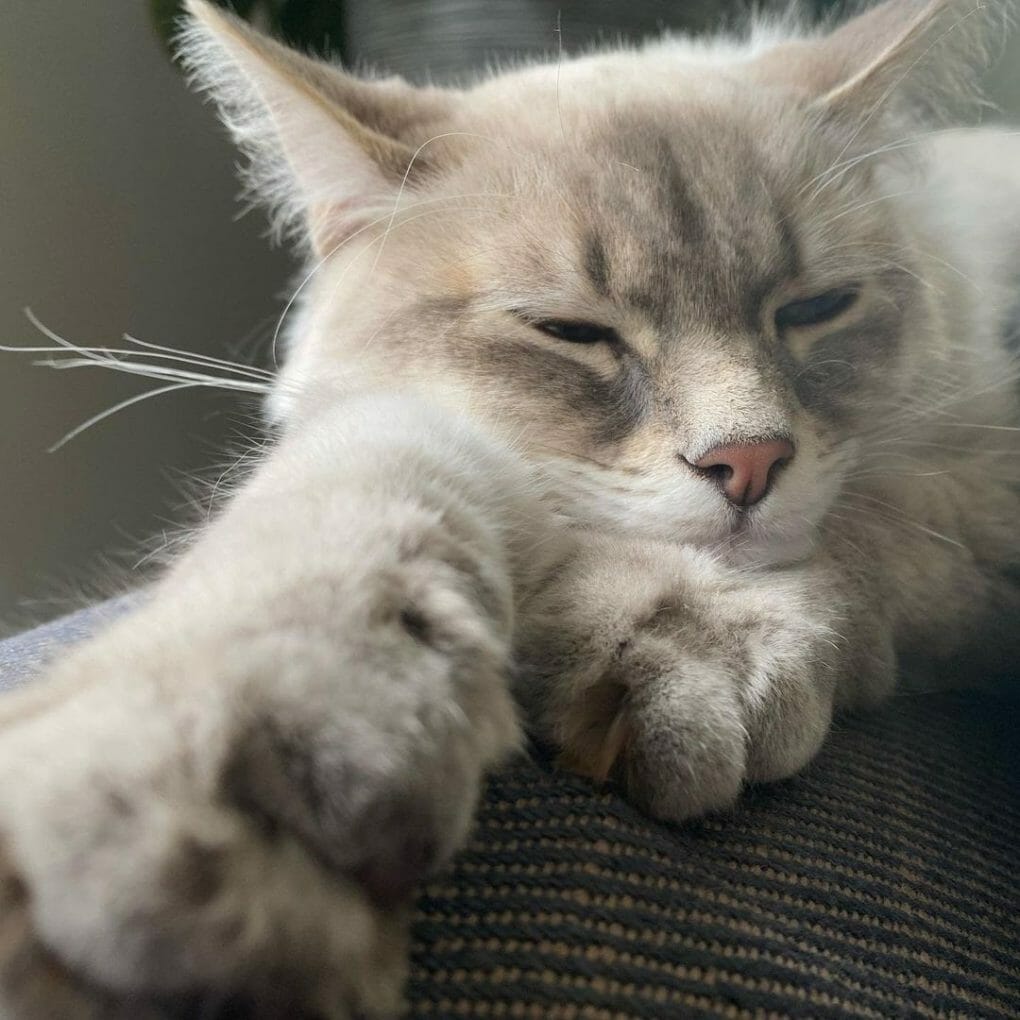 Do Siberian Cats Shed? How Often Siberian Cat Sheds?