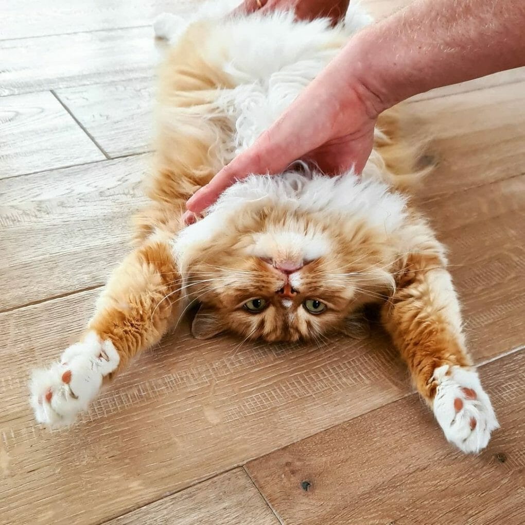 Do Siberian Cats Shed? How Often Siberian Cat Sheds?