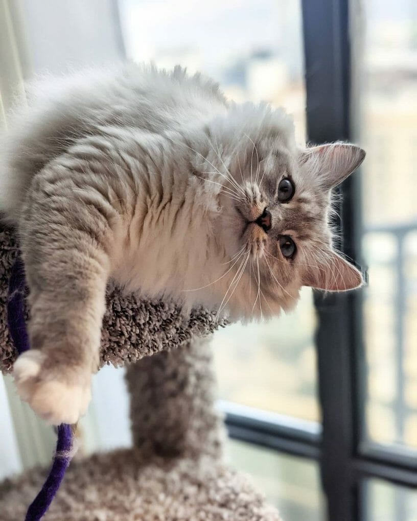 Where Can I Buy a Siberian Cat? 7 Best Places to Get Your Russian Cat