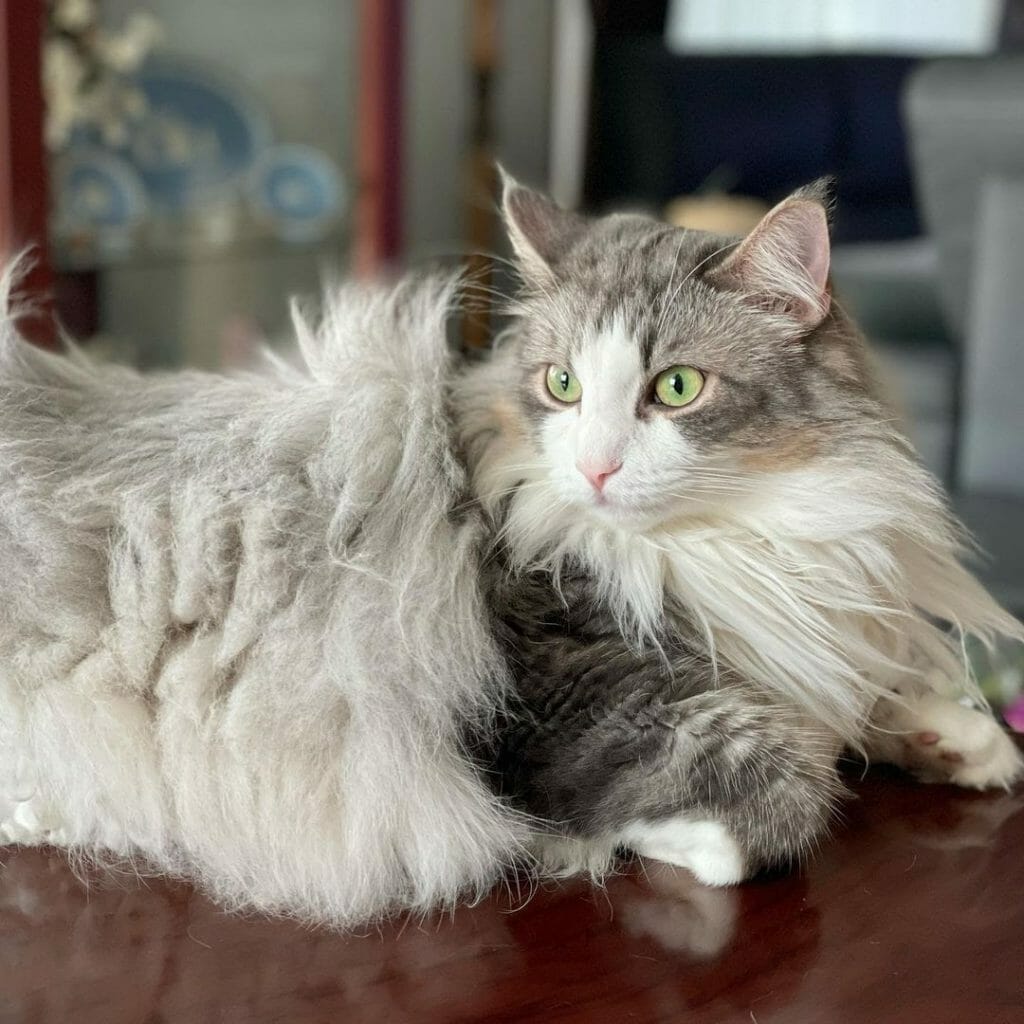 Norwegian Forest Cat vs Turkish Angora Everything You Need to Know