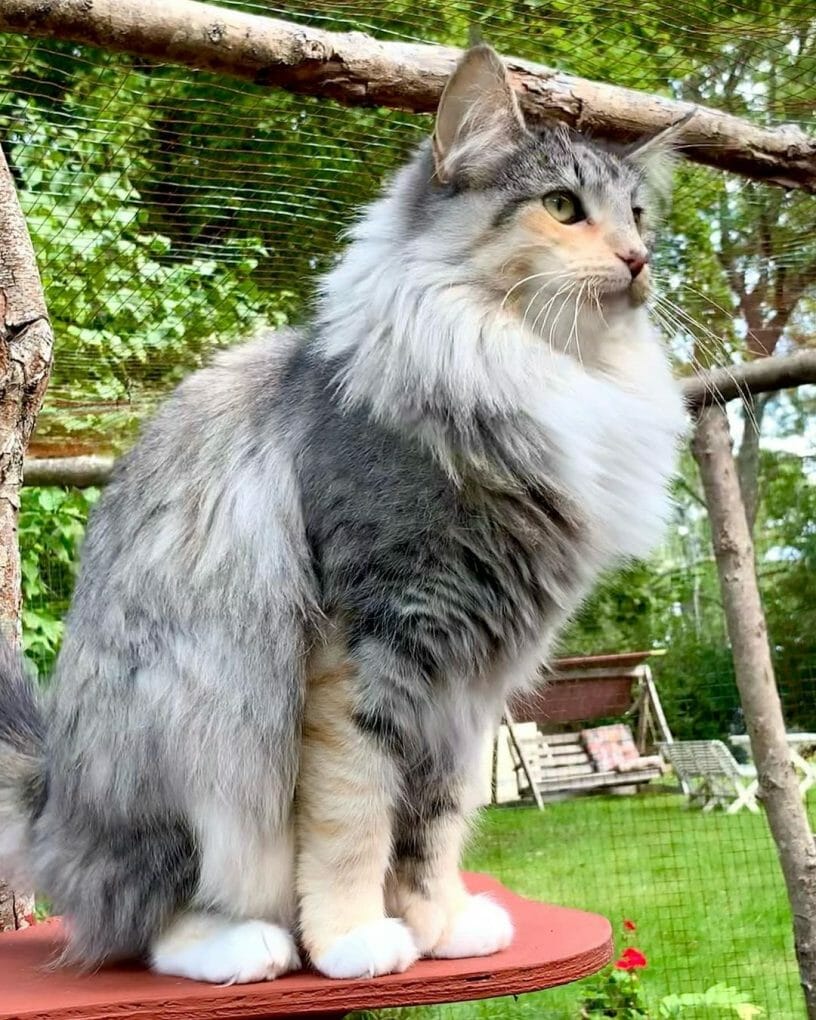 How Big Is a Norwegian Forest Cat? (Let’s Find Out!) MyMoggy