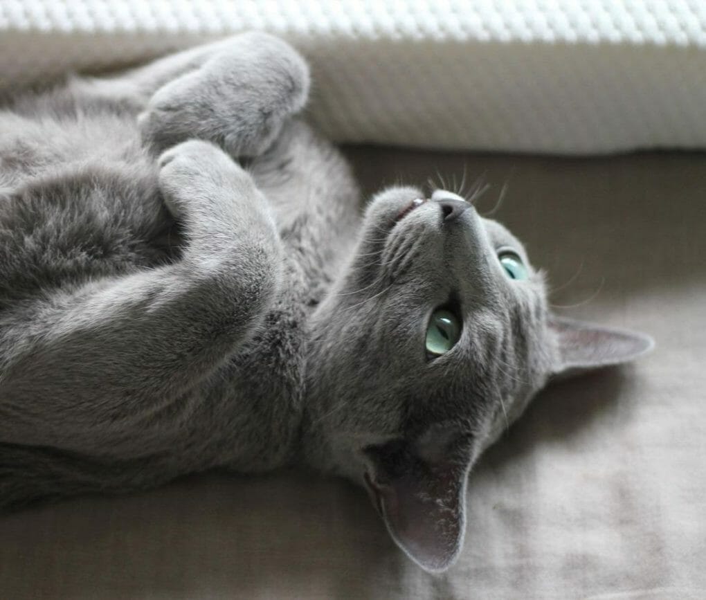 Do Russian Blue Cats Shed? How To Groom a Russian Blue Cat? MyMoggy