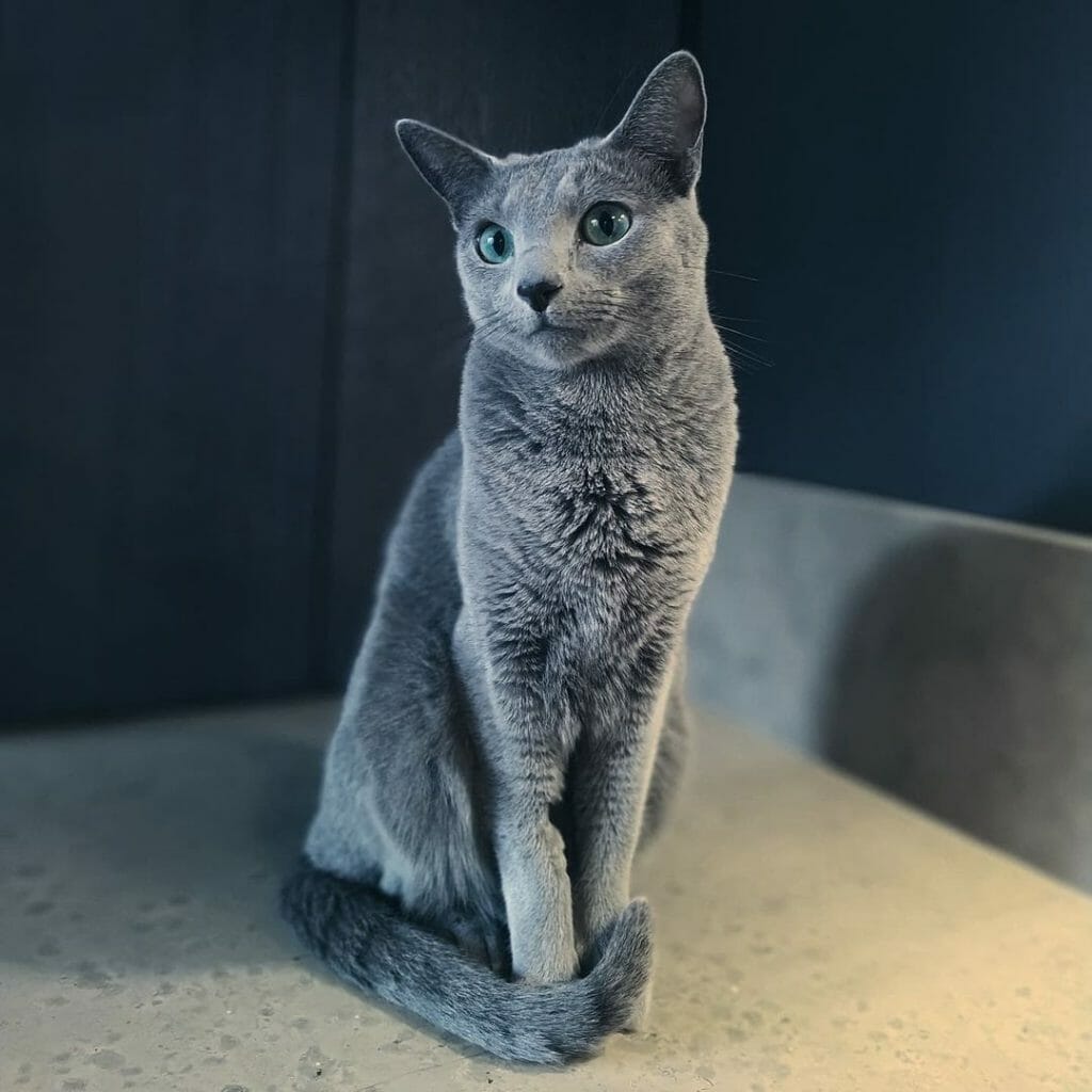 Do Russian Blue Cats Shed? How To Groom a Russian Blue Cat? MyMoggy