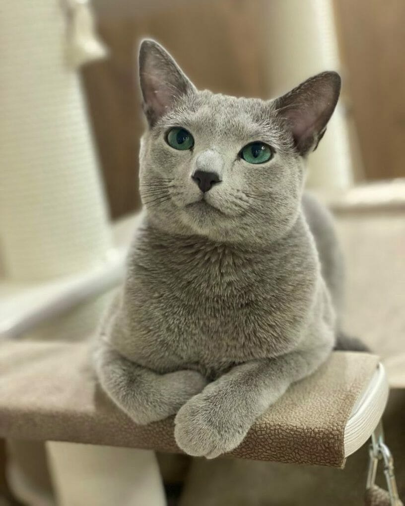 Are Russian Blue Cats Vocal