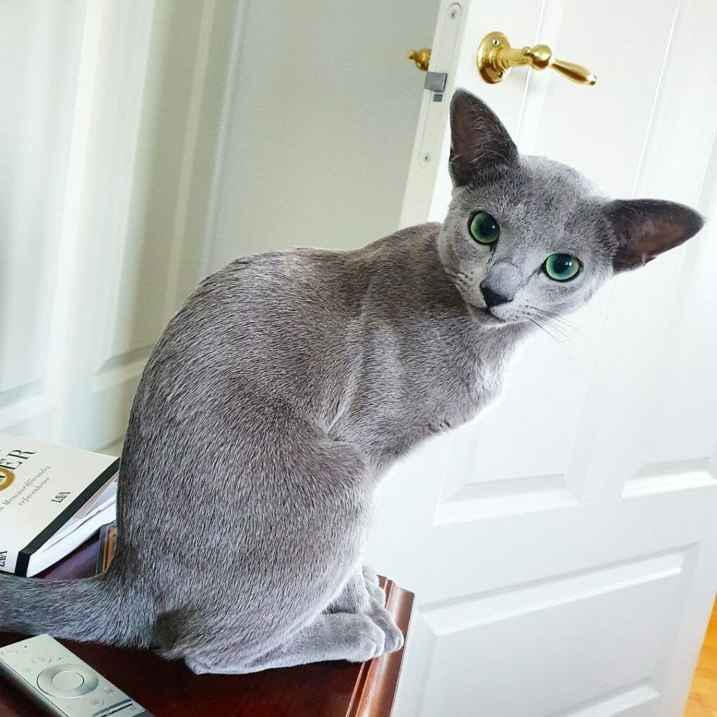 Do Russian Blue Cats Shed? How To Groom a Russian Blue Cat? MyMoggy