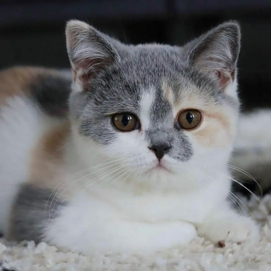Are British Shorthair Cats Expensive? (Detailed Guide) MyMoggy