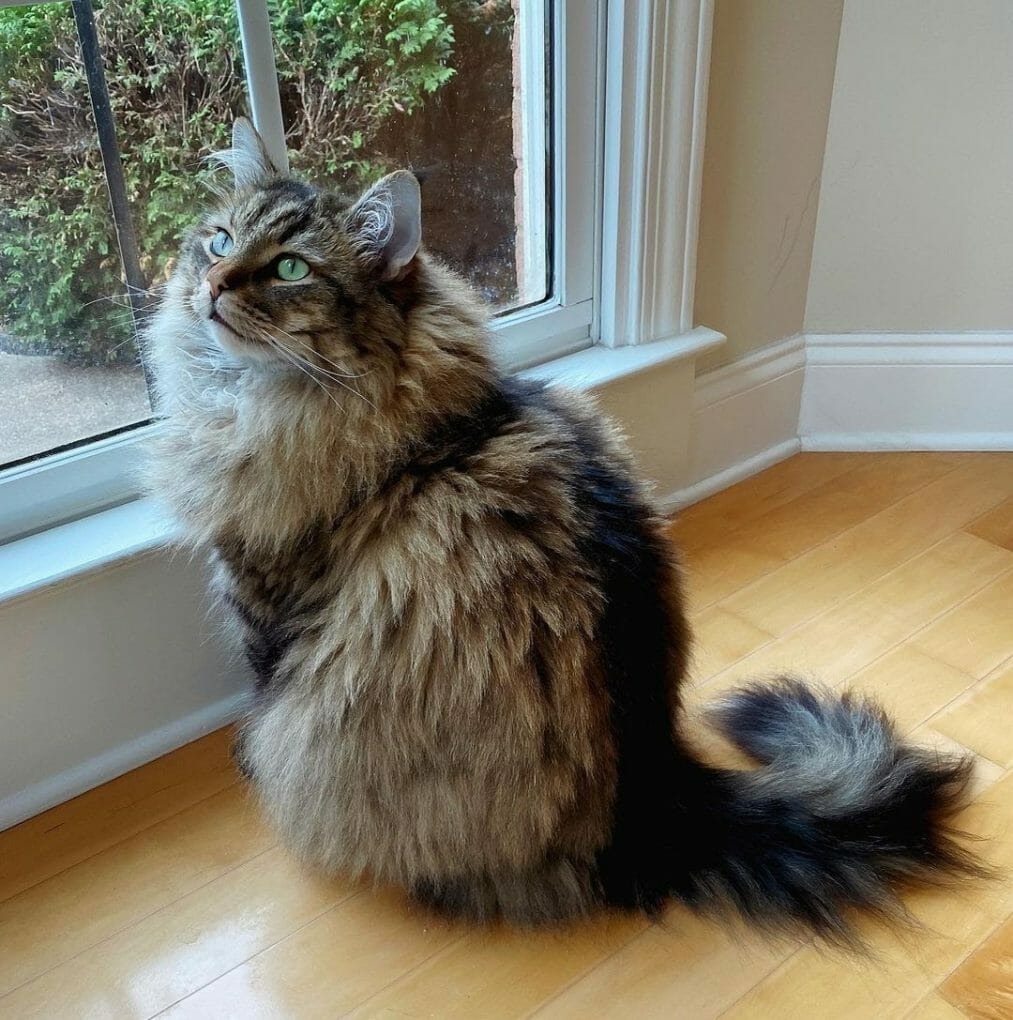 Siberian Cat vs Norwegian Forest Cat Comparing Cat Breeds MyMoggy