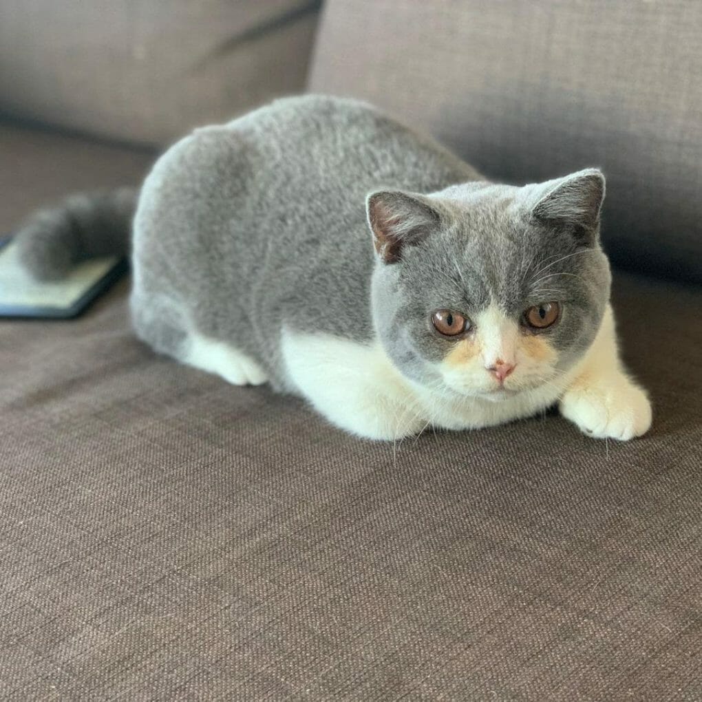 Are British Shorthair Cats Expensive? (Detailed Guide) MyMoggy