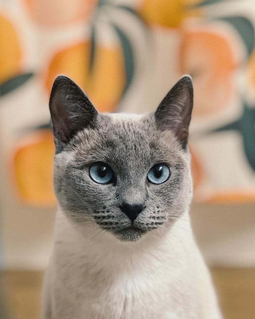 Siamese Cat 101 The Essential Guide MyMoggy