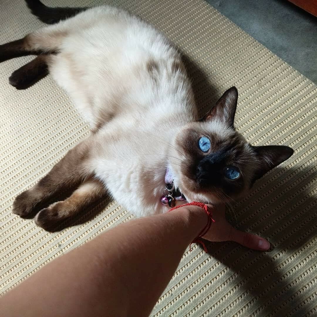 Do Siamese Cats Shed? 5 Ways to Minimize His Shedding MyMoggy