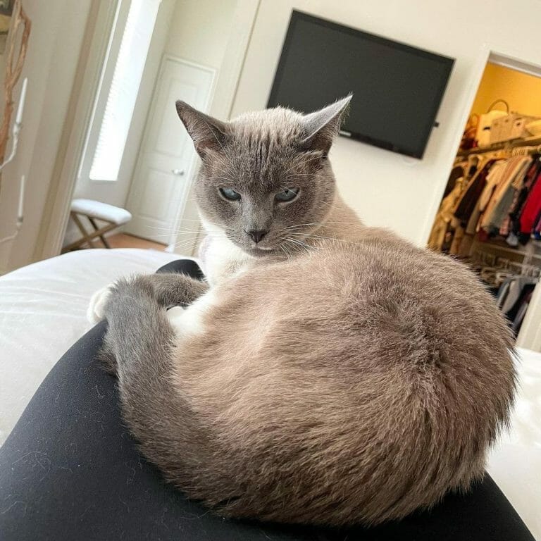 Siamese Cat With White Paws MyMoggy