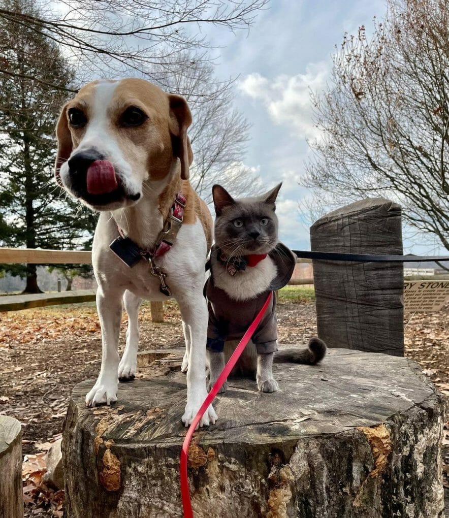 Do Siamese Cats Get Along With Dogs? Here Are All the Answers You Need