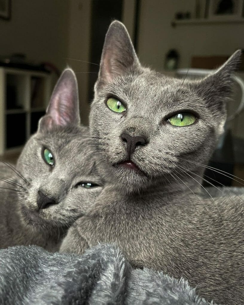 How Much Is a Russian Blue Cat? Price Guide for 2021 MyMoggy