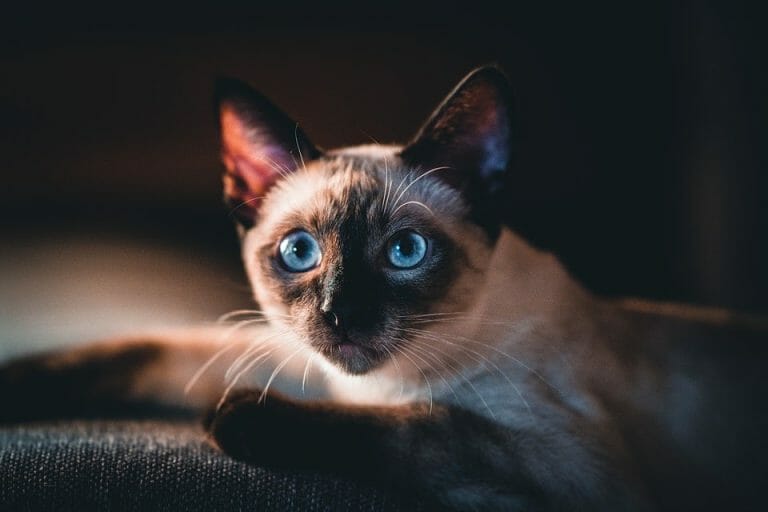 When Do Siamese Cats Stop Changing Color? What To Expect MyMoggy