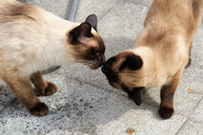 Are Siamese Cats Friendly? FAQs Plus Ways on How to Properly Bond With