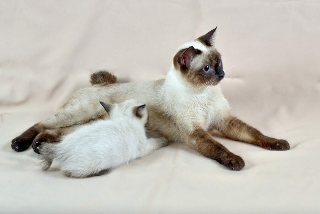 How Many Kittens Do Siamese Cats Have? 4 Factors That Affect the Litter