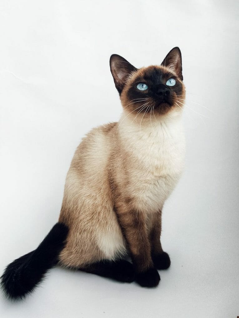 Siamese Cat Male vs Female An InDepth Comparison Guide MyMoggy