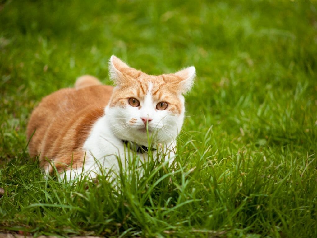 What Are Cat Zoomies Reasons for Cat Zoomies and How to Stop It MyMoggy