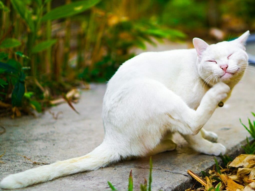 Does Cat Pee Have Ammonia 9 Reasons Why Your Cat’s Urine Smells Bad