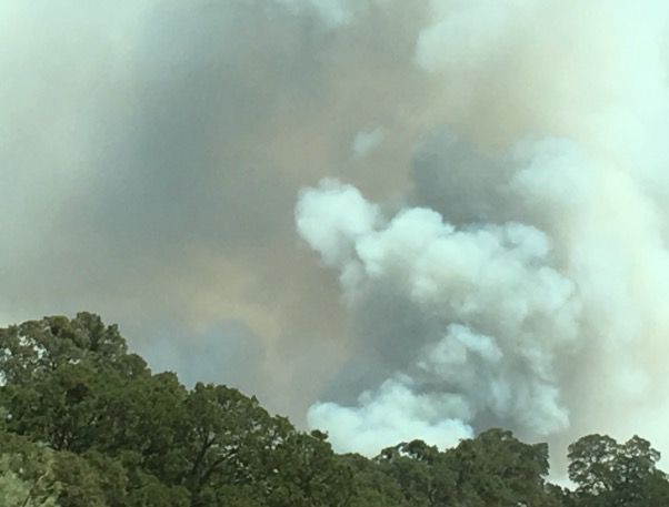 Update Arrest Made For Igniting 450 Acre Willow Fire