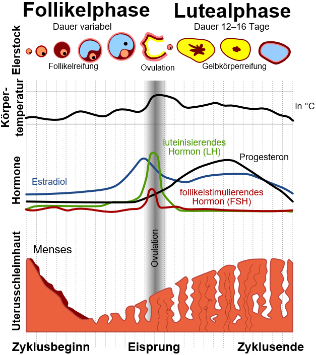 So funktioniert hormonelles Gleichgewicht für einen gesunden