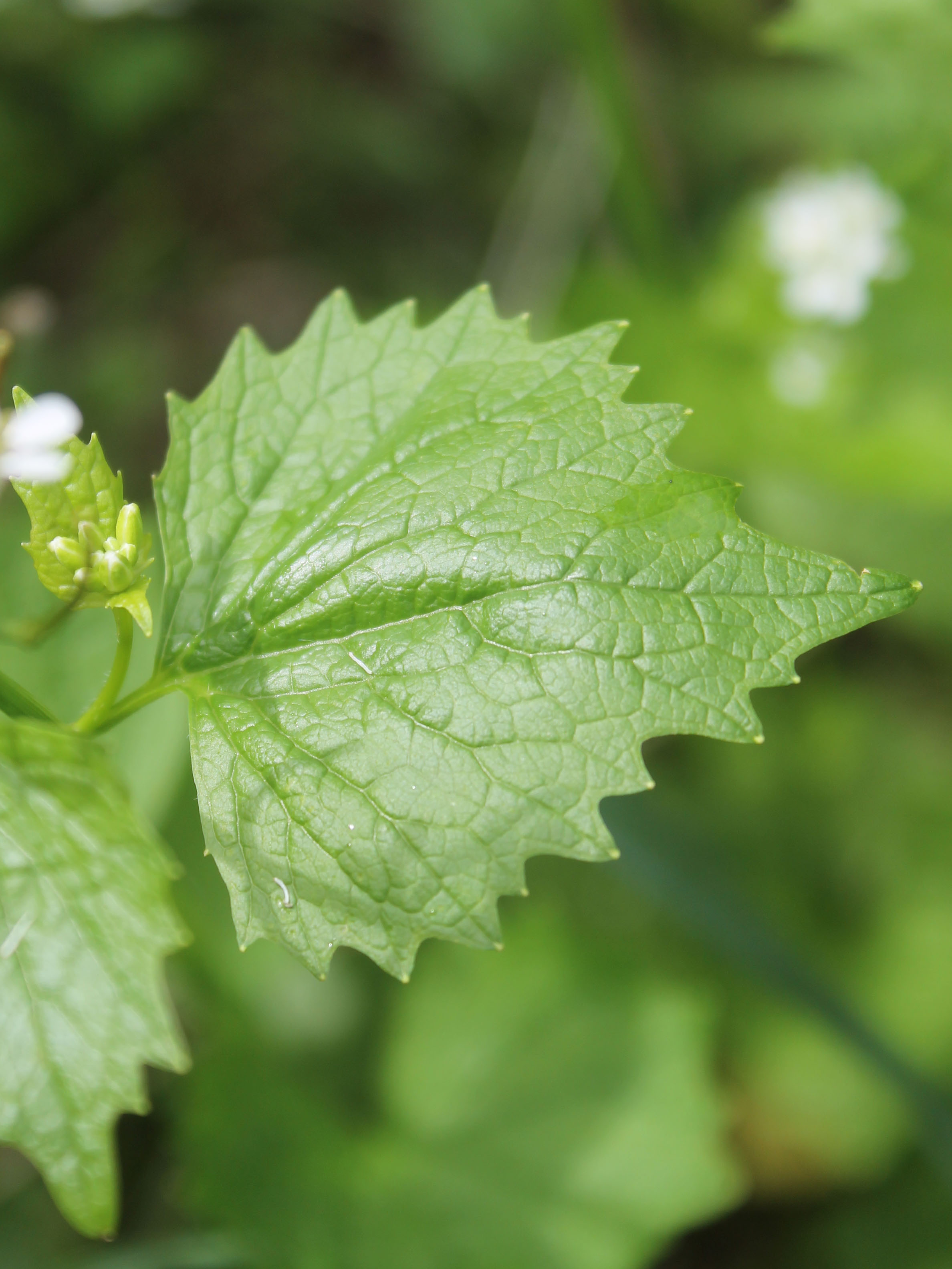 edible plants Archives MyNature Apps