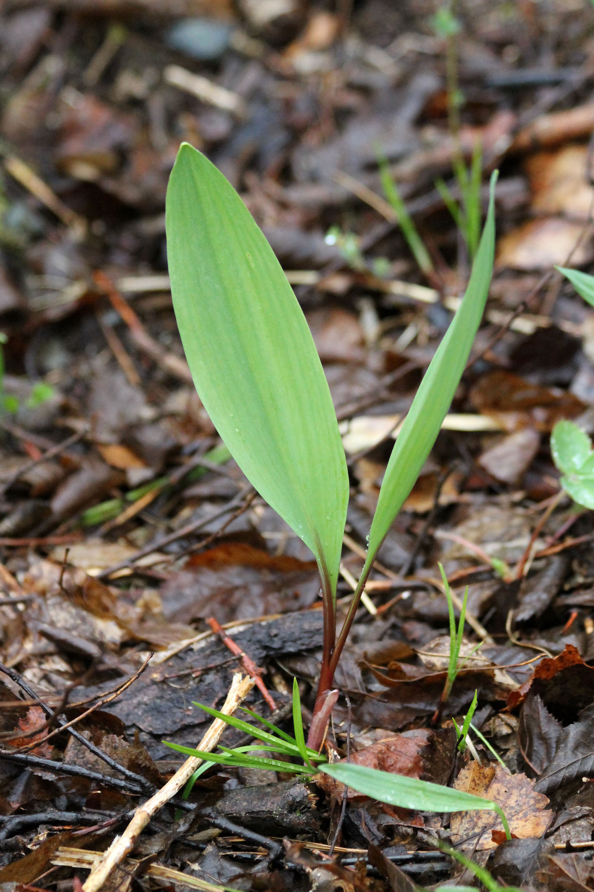 In Search of Wild Leeks, Allium tricoccum MyNature Apps
