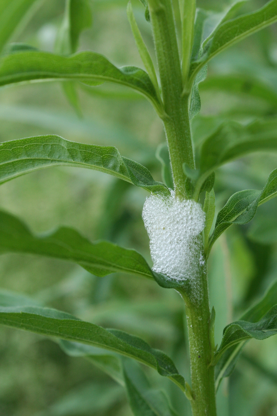 foamy spit on plants Archives MyNature Apps