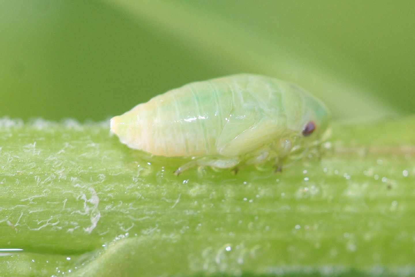Snake Spit & Spittlebugs MyNature Apps