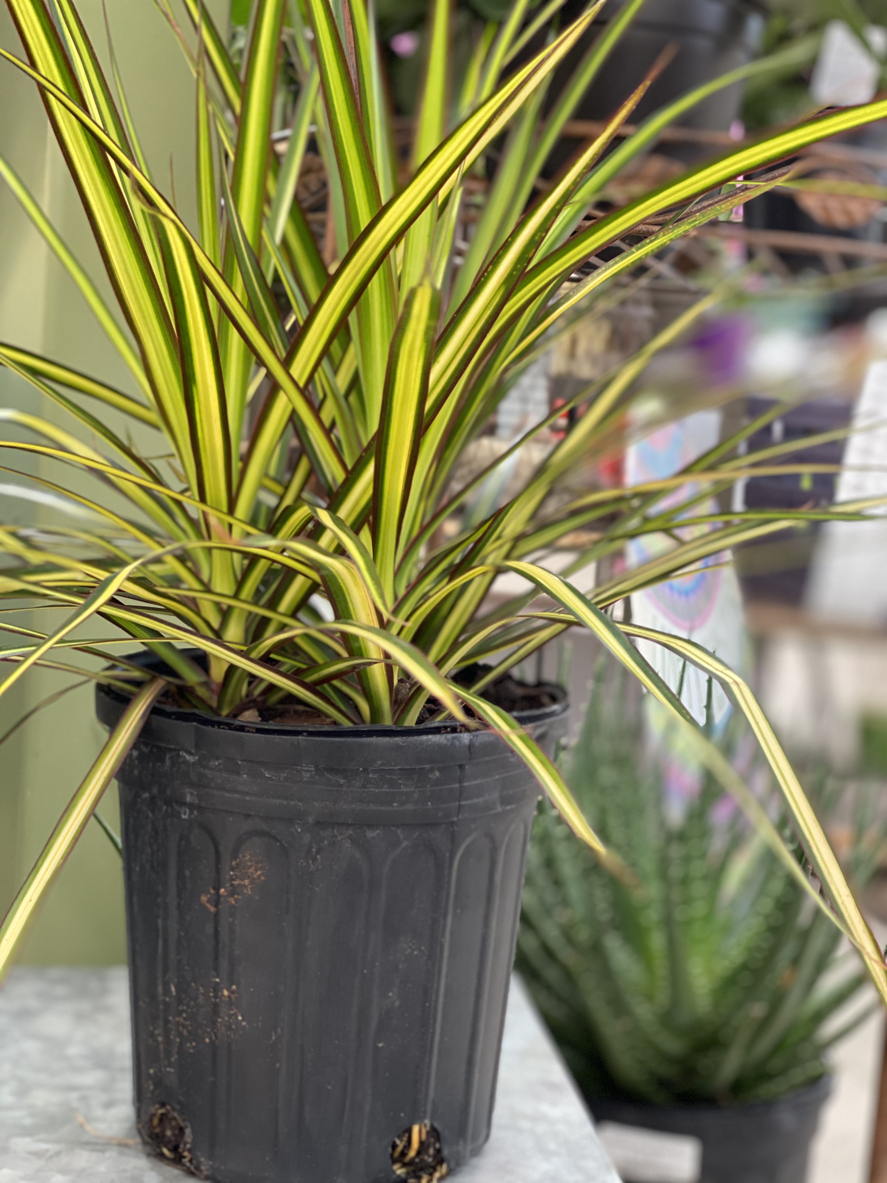 House Plants — Nature's Corner