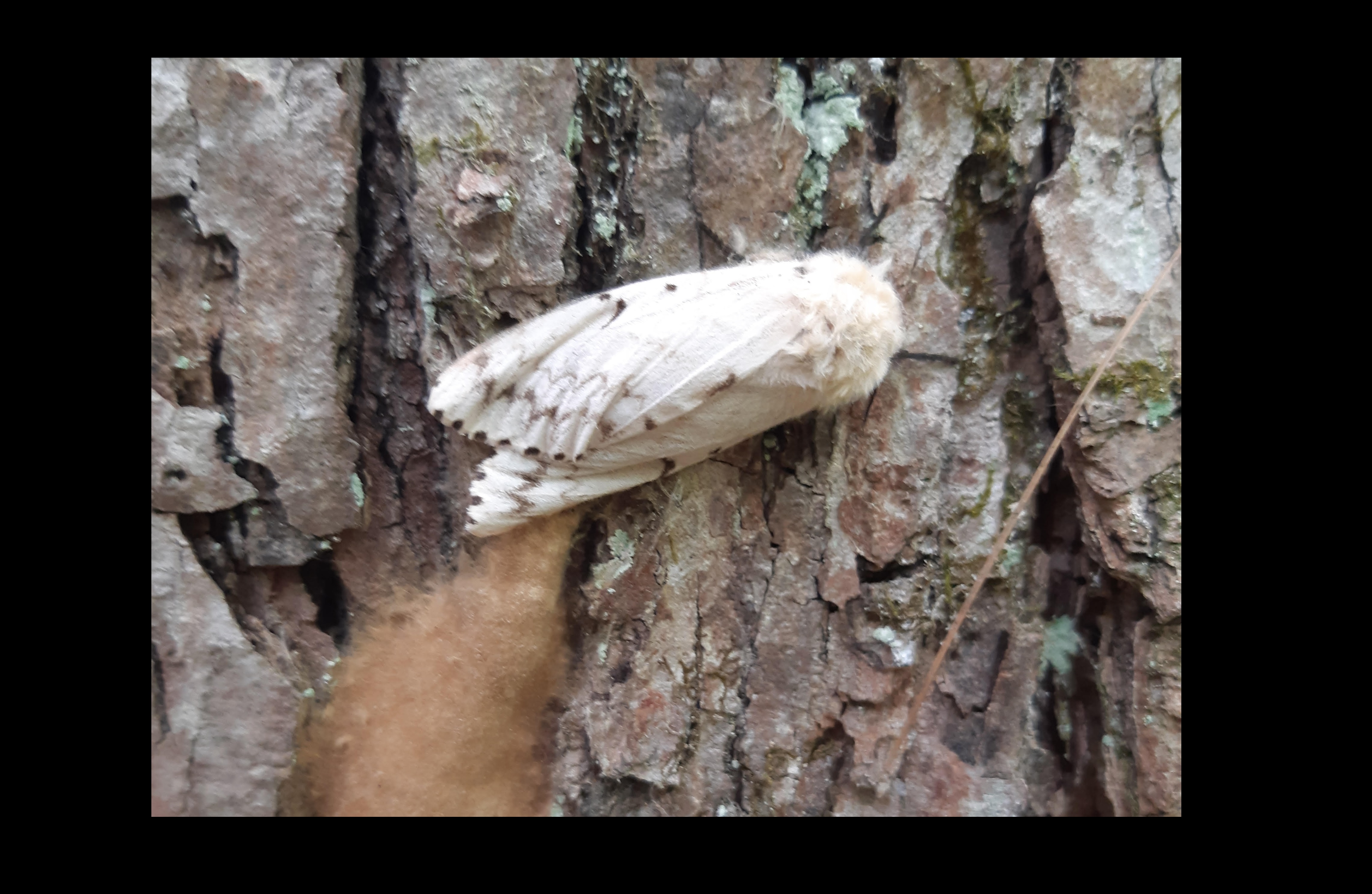 What to do if you spot a gypsy moth in cottage country My Parry Sound Now