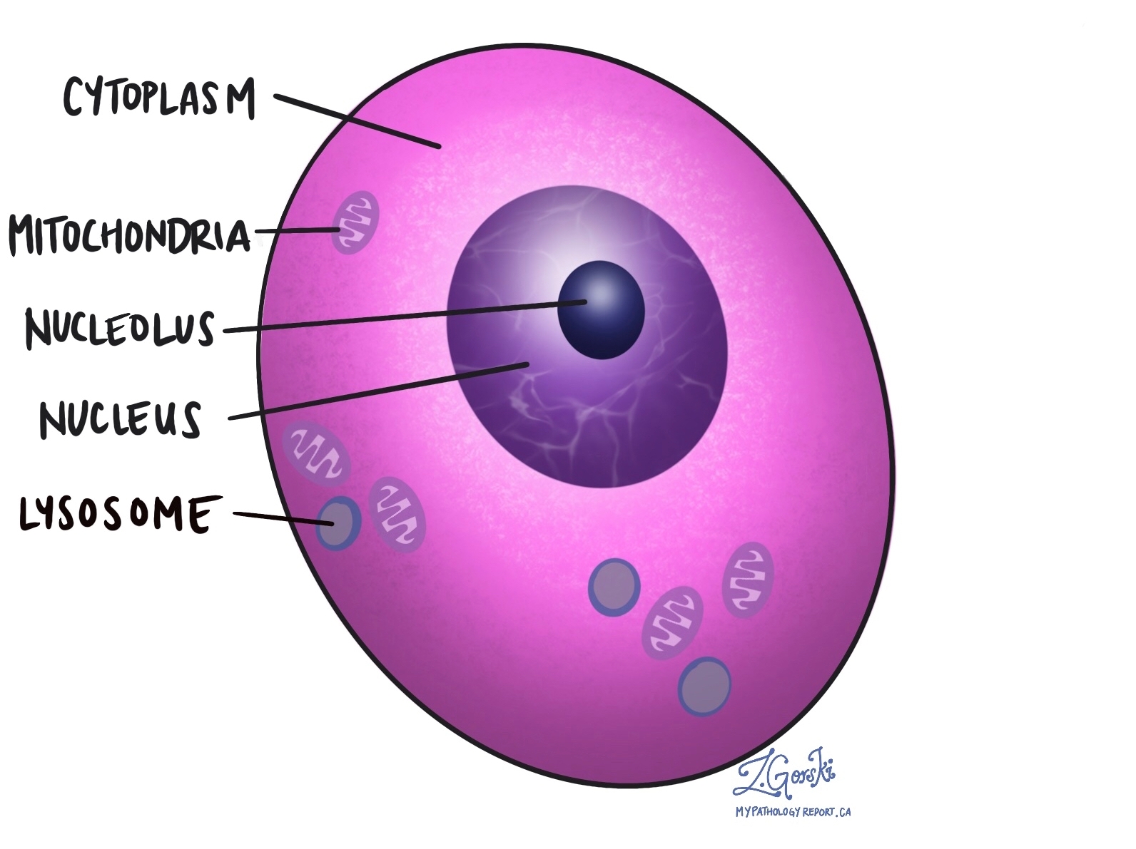 Cytoplasm MyPathologyReport.ca