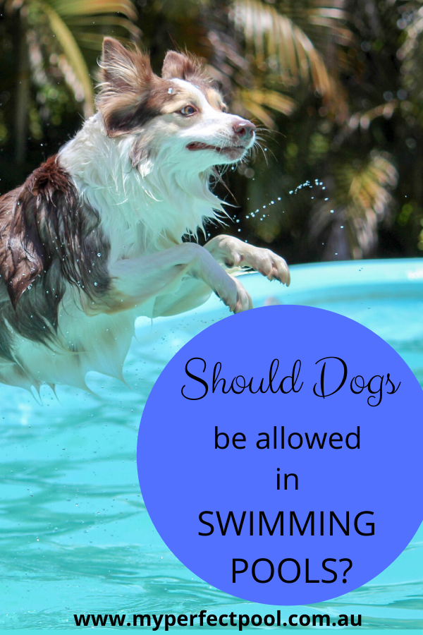 Should Dogs Be Allowed In Swimming Pools?