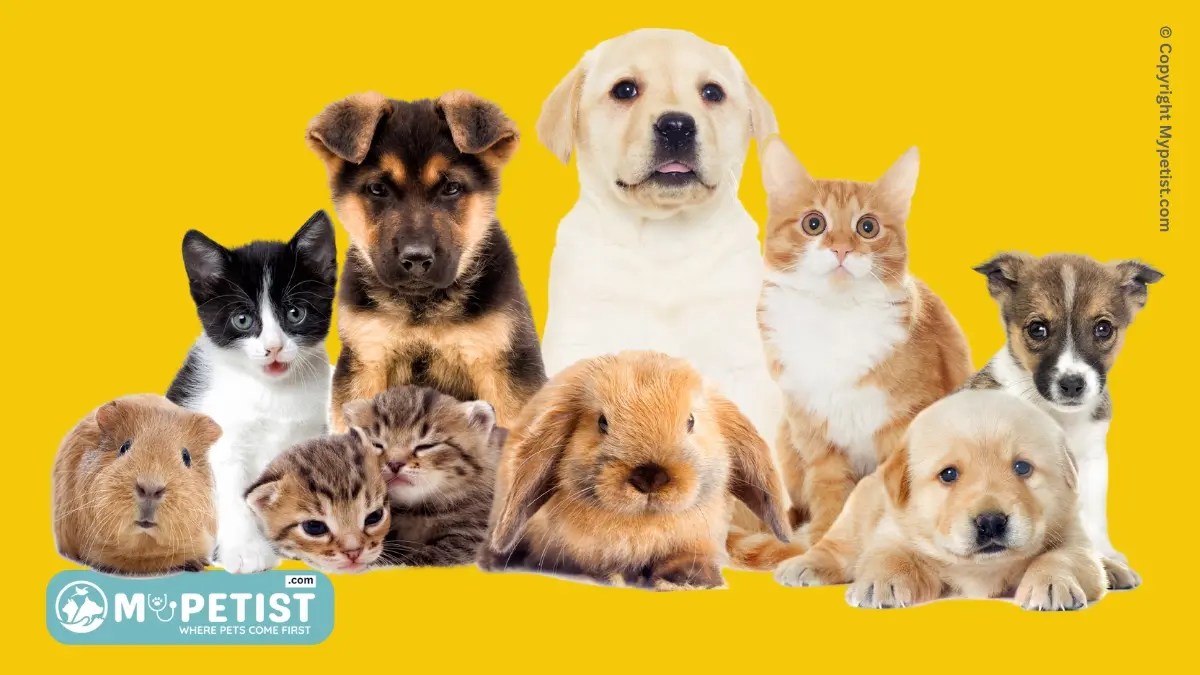 How To Choose The Right Pet For You A Comprehensive Guide Where Pets