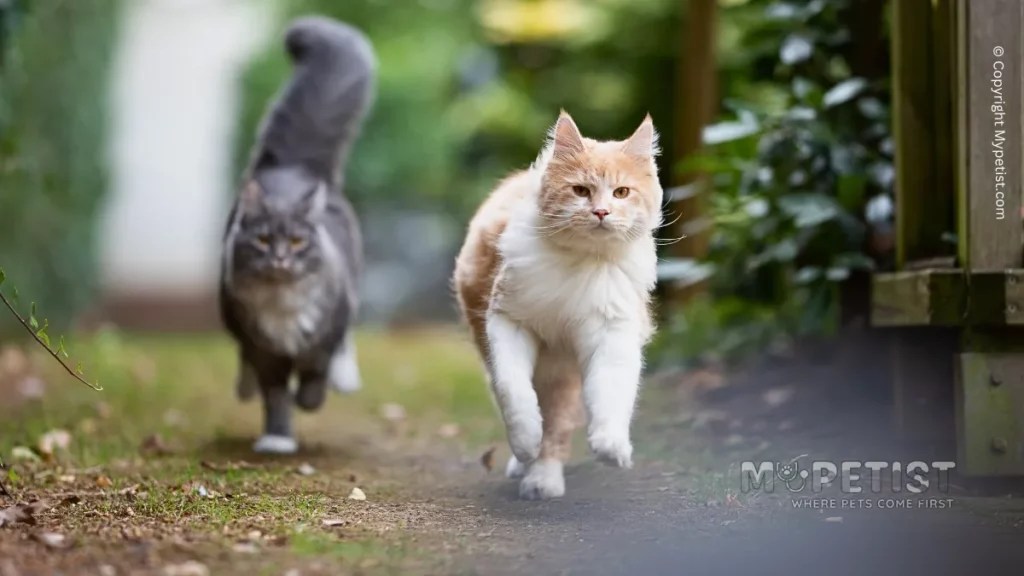 How To Stop Cats Pooping In Your Garden Richardpets